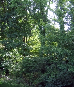 '07.8.20̌