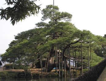 月見橋近くの唐崎松