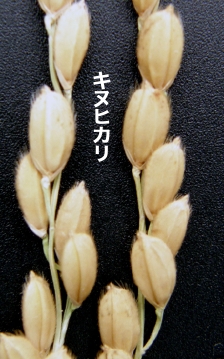 /LkqJ