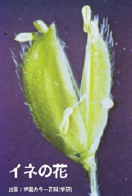 Cl̉