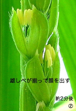 Yׂԕ܊J