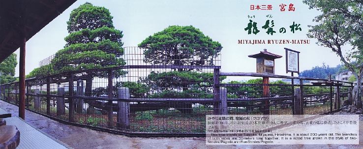 龍髯の松