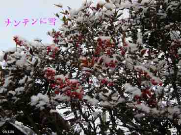 ̐ԃie