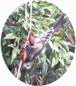 tɂȂĉaƂ