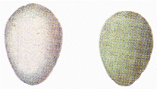 ڔ̗