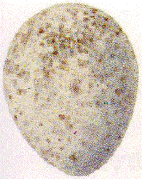 Y̗