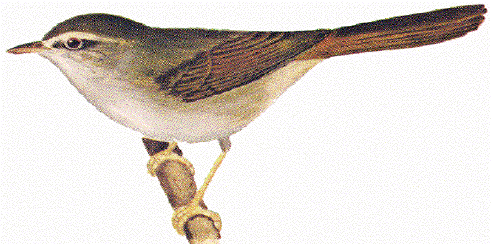 EOCX