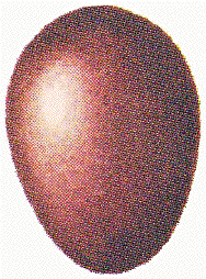 ̗