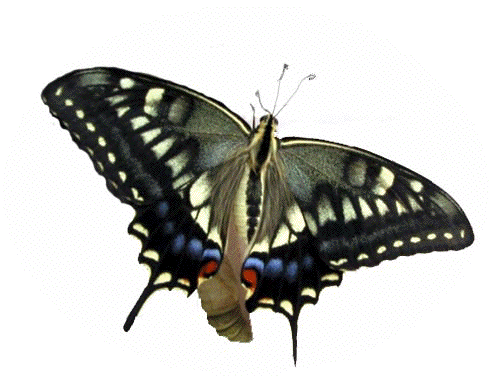 Ɉ2