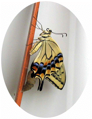Ӊ̗c1