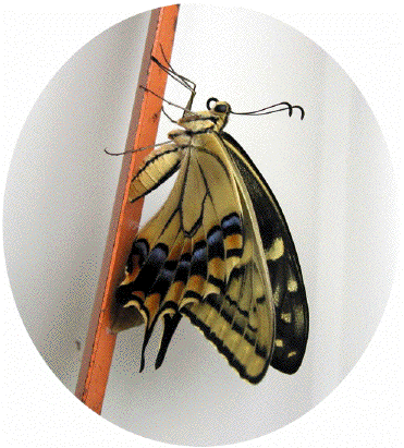 Ӊ̗c3