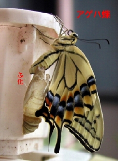 AQn
