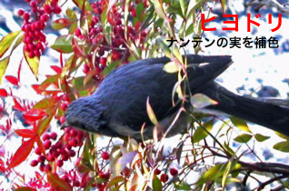 qhƃie
