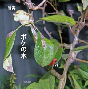 {P19