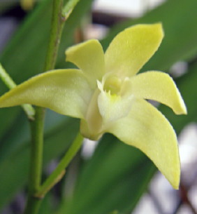 den_yellow6.jpg