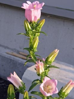 ޏ1