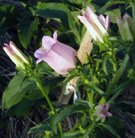 ޏ2