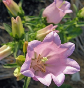 ޏ4