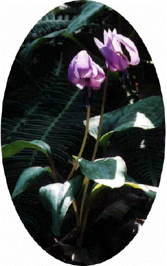 J^N2
