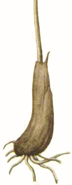 ،s