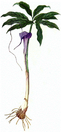 EV}\E