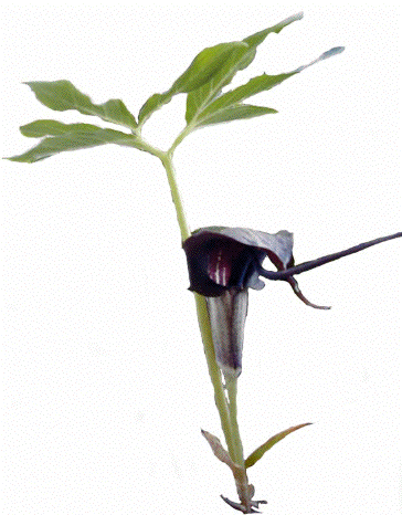 ̂݉H