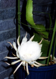 Ǎl
