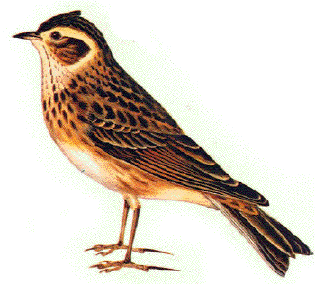 e_
