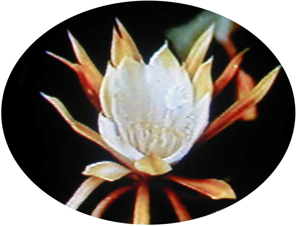 ʎ̌l