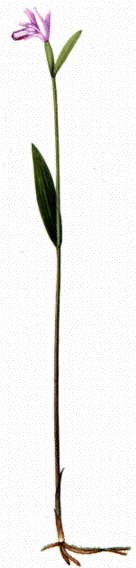 {̈ꊔ