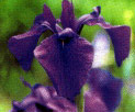 ԏҊ