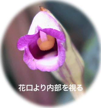 '07.9.1/ԌX[p[}NBe