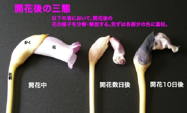 JԌ̎O