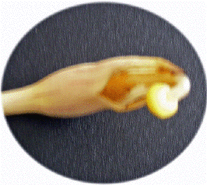 '07.9.1/10̎q[