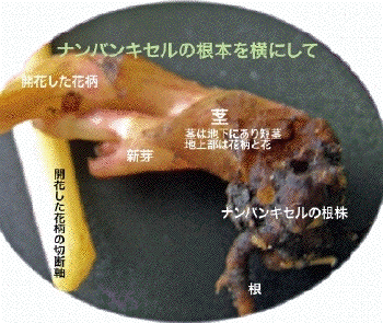 '07.9.1/15̍{̐V