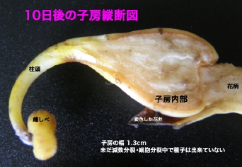 J10̎q[