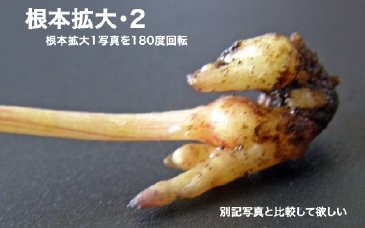 ̊g/2