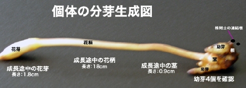̂̕萶}
