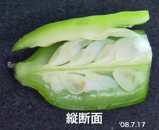 AJpTX21