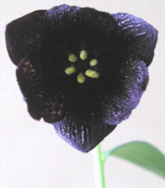 Abv