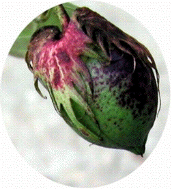 ʎAbv