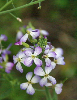 daikonbana3