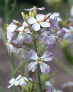 daikonbana6