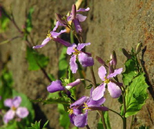 daikonbana8