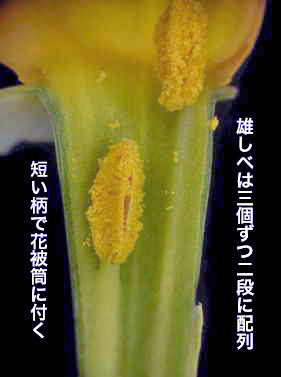 ̏cf