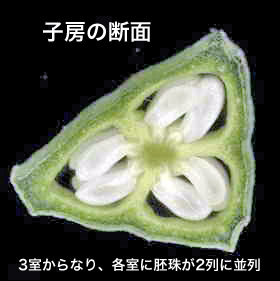 q[̒f52