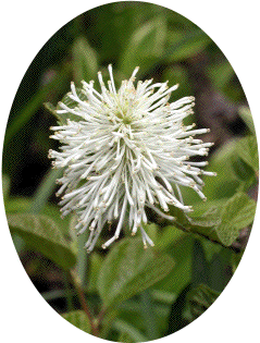 斞