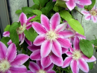 花盛り