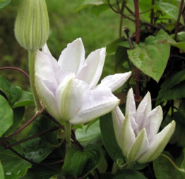 開花始まる