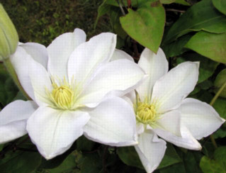 可愛く開花